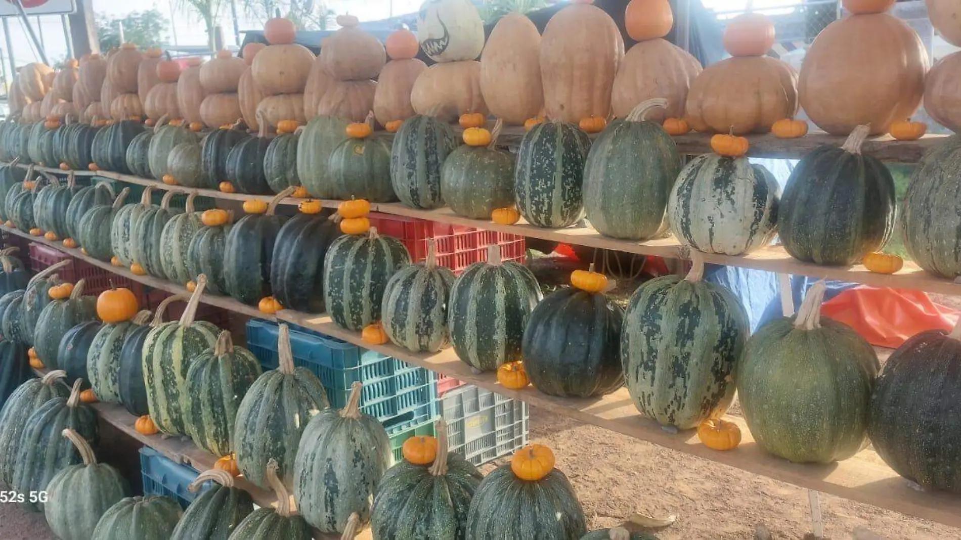 calabazas (2)